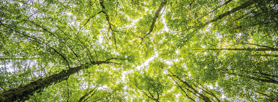 Salon Ambience Group's Commitment to the Environment - Commitment to the Environment - Company Salon Ambience Group's Commitment to the Environment - Commitment to the Environment - Company